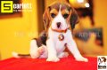 ลูกบีเกิ้ลคุณภาพบ้าน Miracle Beagle Kennel ตัวเมีย น้องสการ์เลท