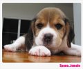 บีเกิ้ล SPANO of Beagle ID4