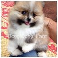 Pomeranian หน้าหมีขนเเน่นสีปารตี้้น่ารัก 091 197 4020