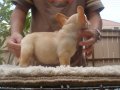 FRENCH BULLDOG ตัวผู้ สายอเมริกา มีเพ็ดฯสมาคม