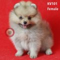 น้องป๊อปปี้ KV101 เพศเมีย เหมาะสำหรับเป็นแม่พันธุ์ 0863568370