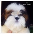 (ขายแล้วครับ) ดญ. F1 จาก Superstar Shihtzu ชิสุห์เกรดคุณภาพ-โชว์