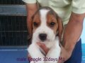 บีเกิ้ล (Beagle)น่ารัก 1เดือน เพศผู้ M1