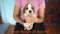 บีเกิ้ล (Beagle) อายุ 1เดือน เพศผู้ M2