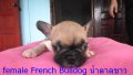 เฟรนบูลด็อก(French Bulldog) เพศเมีย สีน้ำตาลขาว 1เดือน