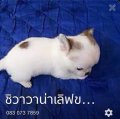 น้องชิวาวาชุดใหม่ค่ะมีอีกเยอะค่ะ ขายถูกค่ะ 5,500 มีทั้งขนสั้น ขนยาว