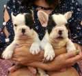 จำหน่ายลูกสุนัข French Bulldog มากที่สุดในกรุงเทพฯ 