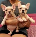 จำหน่ายลูกสุนัข French Bulldog มากที่สุดในกรุงเทพฯ พร้อมใบเพด