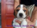 บีเกิ้ล (Beagle) อายุ 36 วัน เพศเมีย FM2