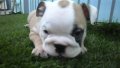 บูลด็อก(English Bulldog) เพศเมีย อายุ 50วัน FM1 ขาว-น้ำตาล