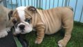 บูลด็อก(English Bulldog) เพศเมีย อายุ 2 เดือน ขาว-น้ำตาล