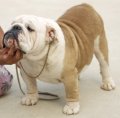 พ่อพันธุ์ Bulldogนำเข้าจากประเทศอังกฤษ (ALFIE) เปิดรับผสม