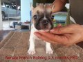 เฟรนบูลด็อก(French Bulldog) เพศเมีย1 สีขาวน้ำตาล อายุ 1.5เดือน