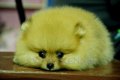 FYPOM KENNEL ขายน้อง LITTLE HUNNY เพศผู้ อายุ 2 เดือน สีส้ม 