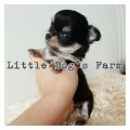 Little Dog's Farm จองแร้วค่ะ