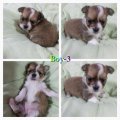 CHIHUAHUA T-CUP เพศเมียน่ารักๆมาให้จองแล้วนะครับ