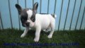 เฟรนบูลด็อก(French Bulldog) เพศเมีย สีขาวน้ำตาล อายุ 40วัน