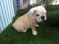 บูลด็อก(English Bulldog) เพศผู้ อายุ 2 เดือน ขาว-น้ำตาล