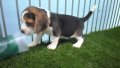 บีเกิ้ล (Beagle) อายุ 45 วัน เพศผู้