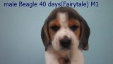 บีเกิ้ล (Beagle) อายุ 40 วัน ชุด Fairytale เพศผู้ M1