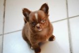 ลูกสุนัขสายพันธุ์ ชิวาวา (Chihuahua) แท้ 100% ชนิด ขนยาว สี ช็อคโกแล็ต