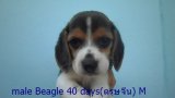 บีเกิ้ล (Beagle) อายุ 40 วัน ชุดตรุษจีน เพศผู้ M