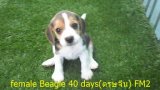 บีเกิ้ล (Beagle) อายุ 40 วัน ชุดตรุษจีน เพศเมีย FM2