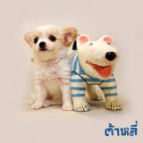 ชิวาวาที-คัพ เกรดโชว์ การันตีสุขภาพและคุณภาพ