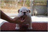 ขายลูกสุนัข bulldog สวยๆ ราคาไม่แพง