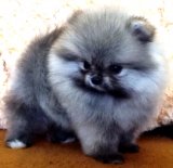 จำหน่ายพ่อแม่ปอมทั้งนำเข้าและเกิดในประเทศWHITE POMERANIAN TOP GRADEสายเลือดดีขนแ...