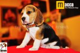 ลูกบีเกิ้ลคุณภาพบ้าน Miracle Beagle Kennel เพศผู้ น้องแมคก้า