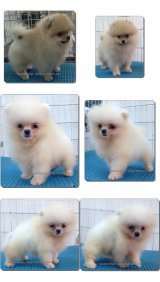 ขาย ปอมเมอเรเนียน (Pomeranian)