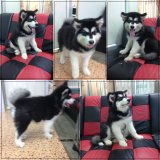 ขาย อลาสกัน มาลามิวท์ (Alaskan Malamute) นำเข้า 