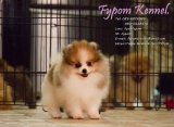 FYPOM KENNEL ขายน้อง Challenger parti เพศผู้ สีปาร์ตี้ ขนแน่นสองชั้น โครงสร้างดี...