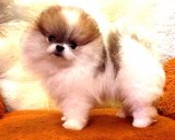 ปอมแฟนซีเพศเมียFANCY POMERANIANขนแน่นขาใหญ่มาดูพ่อแม่ได้สายเลือดดี 