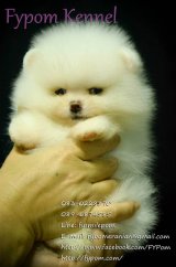 FYPOM KENNEL ขายน้อง Snow White เพศเมีย สีขาว ไซส์ T-cup