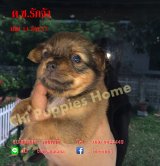 Chi puppies Home น้องชิวาว่าสายพันธ์แท้ พร้อมใบเพดฯ รับรองโดยสมาคมพัฒนาพันธ์สุนั...