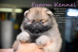 FYPOM KENNEL ขายน้อง LASTING เพศผู้ สีส้ม ขนแน่น โครงสร้างดี มีใบเพ็ดดิกรี