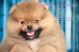 FYPOM KENNEL ขายน้อง BEATING เพศผู้ สีส้ม ขนแน่น โครงสร้างดี มีใบเพ็ดดิกรี