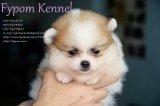 FYPOM KENNEL ขายน้อง Amethyst เพศผู้ สีปาร์ตี้ ขนแน่นสองชั้น โครงสร้างดีเยี่ยม