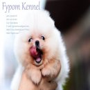 FYPOM KENNEL ขายน้อง Omelette เพศเมีย สีขาว ขนแน่น โครงสร้างดี มีใบเพ็ดดิกรี 