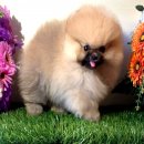 ลูก" ORANGE SABLE POMERANIANหน้าหมี"เพศผู้และเมียราคาไม่แพง 