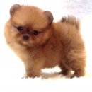 ลูก" ORANGE SABLE POMERANIANหน้าหมี"เพศผู้และเมียราคาไม่แพง 