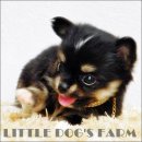 LITTLE DOG'S FARM :SHOYU(น้องโชยุ) น้องได้บ้านใหม่ใจดีแร้วค่ะ