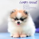 FYPOM KENNEL ขายน้อง PARTI T-CUP เพศเมีย สีปาร์ตี้