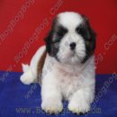 มาแล้ว มาแล้ว ลูกสุนัข ชิห์สุ ShihTzu เพศผู้ สายเลือดแชมป์ จาก BogBogBog Kennel...