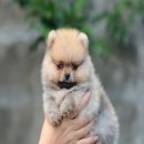 FYPOM KENNEL ขายน้อง Yuna เพศเมีย ไซส์มาตรฐาน สีส้ม ขนแน่น โครงสร้างดี