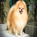 BEWELL POMERANIAN ขายเพศผู้ตัวในรูปสายเลือดสุดยอดอายุ 8 เดือนครับ