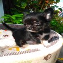 (ปิดการขายครับ)ขายขิวาวา ขนยาว~@#! Sam pheenong chihuahua