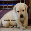***ขาย ลูกสุนัข ลาบลาดอร์ การันตีความสวย รับประกันสุขภาพลูกสุนัขทุกตัว โทร. 064-...